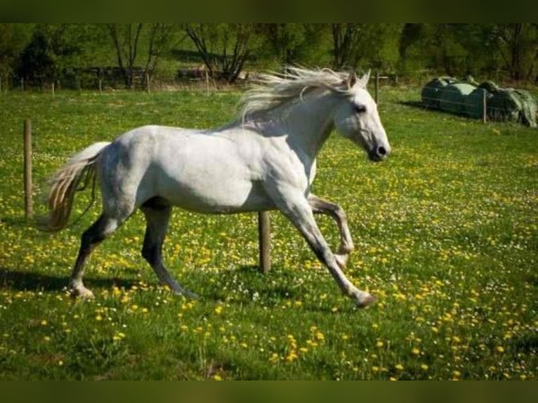 Arabian Berber Mare 6 years 15,1 hh in Schwall/Emmelshausen