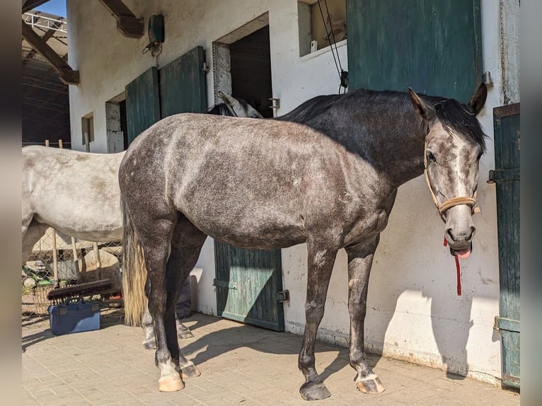 Arabian Berber Mare 6 years 15,1 hh in Schwall/Emmelshausen