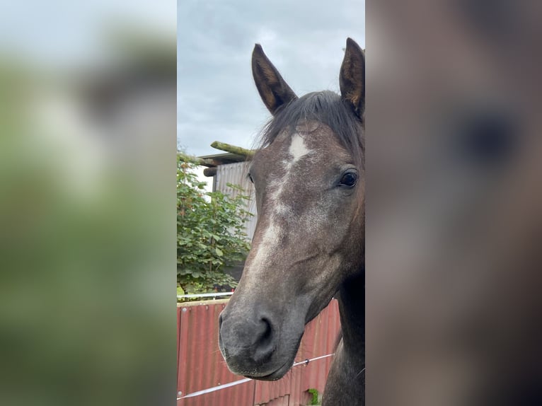 Arabian Berber Mare 6 years 15,1 hh in Schwall/Emmelshausen