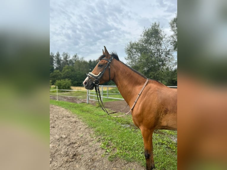 Arabian Berber Mare 8 years 14,3 hh Chestnut-Red in Stolberg (Rheinland)