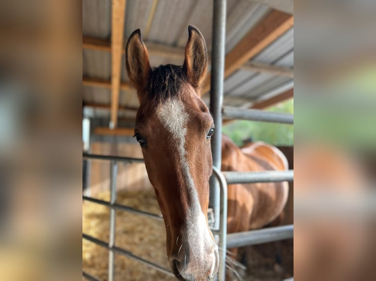 Arabian Berber Mare 8 years 14,3 hh Chestnut-Red in Stolberg (Rheinland)