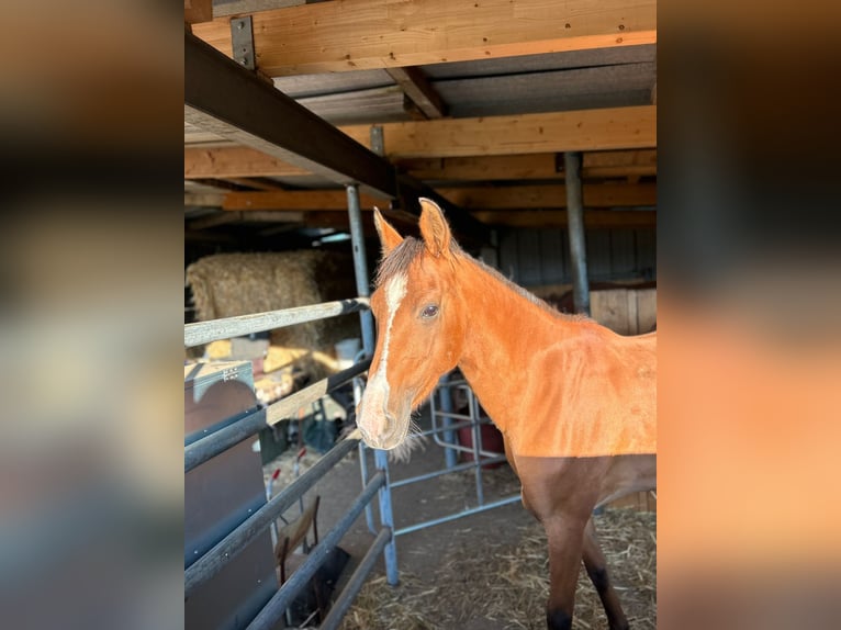 Arabian Berber Mare 8 years 14,3 hh Chestnut-Red in Stolberg (Rheinland)