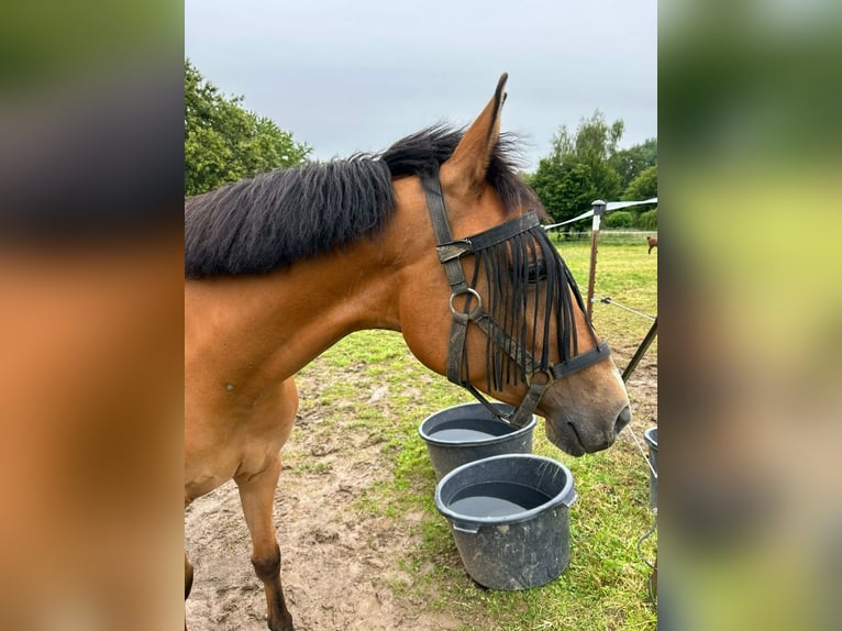 Arabian Berber Mare 8 years 14,3 hh Chestnut-Red in Stolberg (Rheinland)