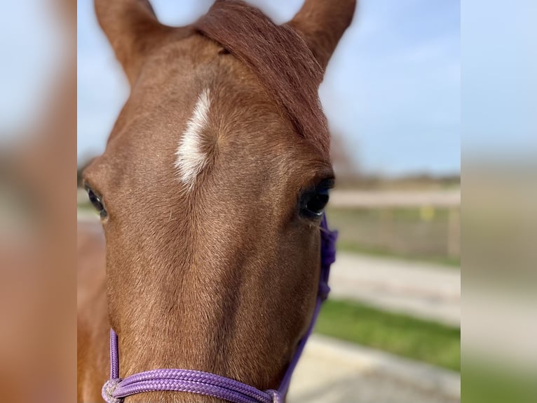 Arabian Berber Mix Mare 8 years 14,2 hh Chestnut-Red in Mei&#xDF;enheim