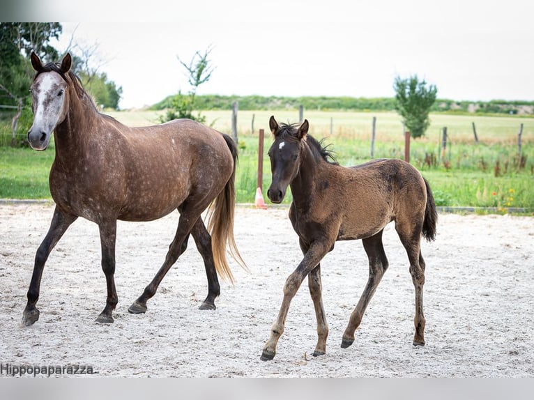 Arabian Berber Mare 8 years 15,1 hh Grey in L&#xF6;wenberger Land