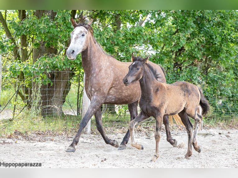 Arabian Berber Mare 8 years 15,1 hh Grey in L&#xF6;wenberger Land