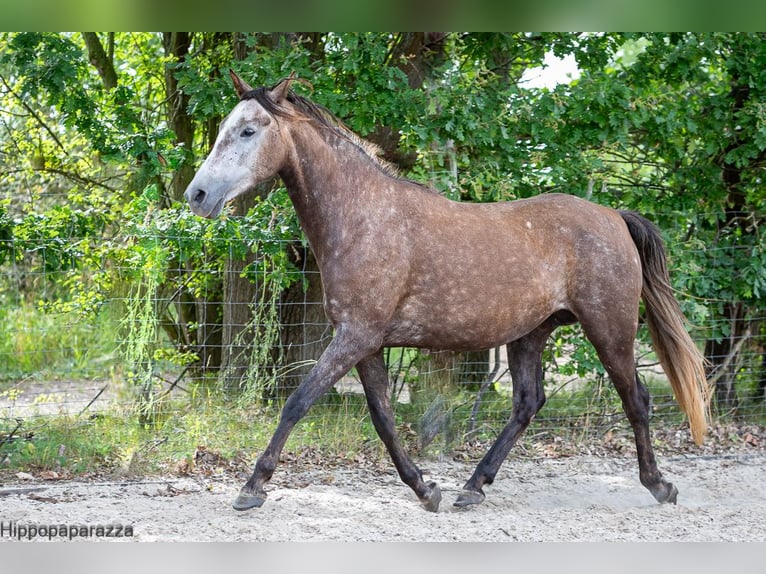 Arabian Berber Mare 8 years 15,1 hh Grey in L&#xF6;wenberger Land