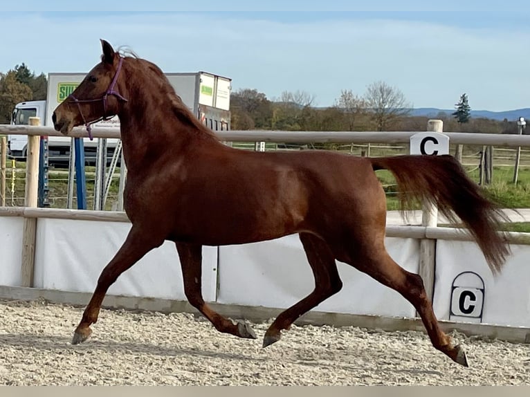 Arabian Berber Mare 9 years 14,2 hh Chestnut-Red in Meißenheim
