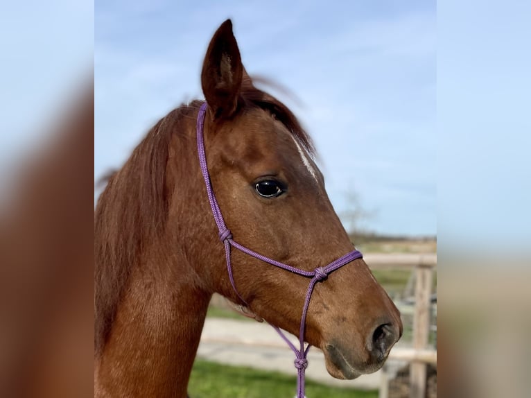 Arabian Berber Mare 9 years 14,2 hh Chestnut-Red in Meißenheim