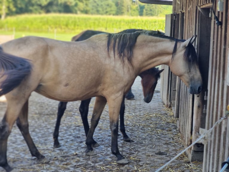 Arabian Berber Mare Foal (04/2024) 15,1 hh Bay in Engelsberg