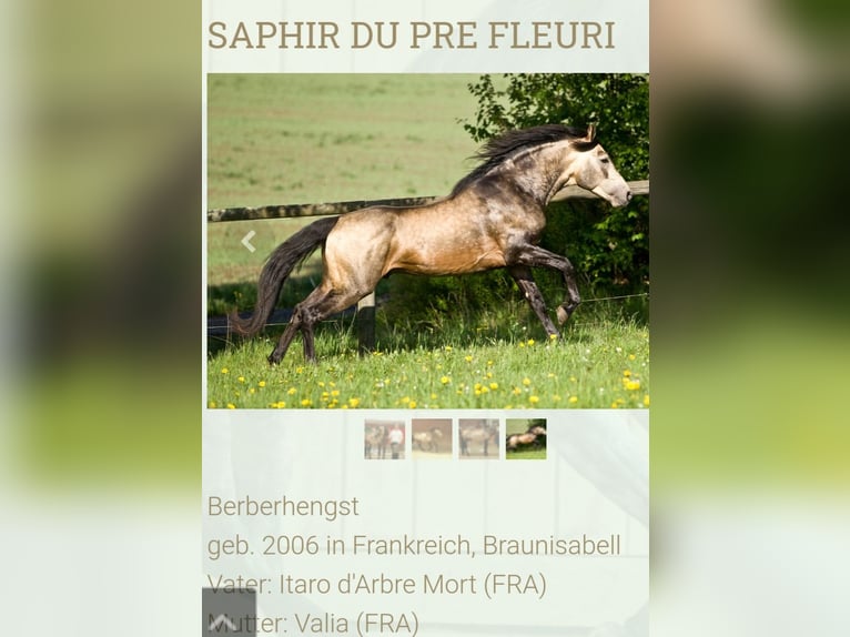 Arabian Berber Mare Foal (04/2024) 15,1 hh Bay in Engelsberg