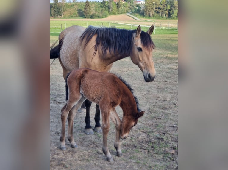 Arabian Berber Mare Foal (04/2024) 15,1 hh Bay in Engelsberg