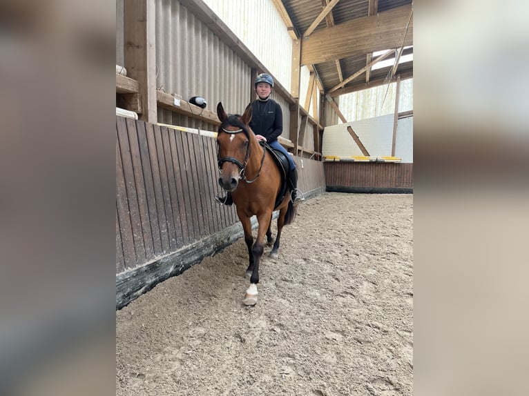 Arabian Berber Stallion 14 years 15 hh Brown in Merzig