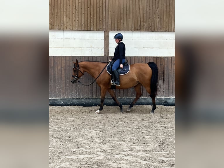 Arabian Berber Stallion 14 years 15 hh Brown in Merzig