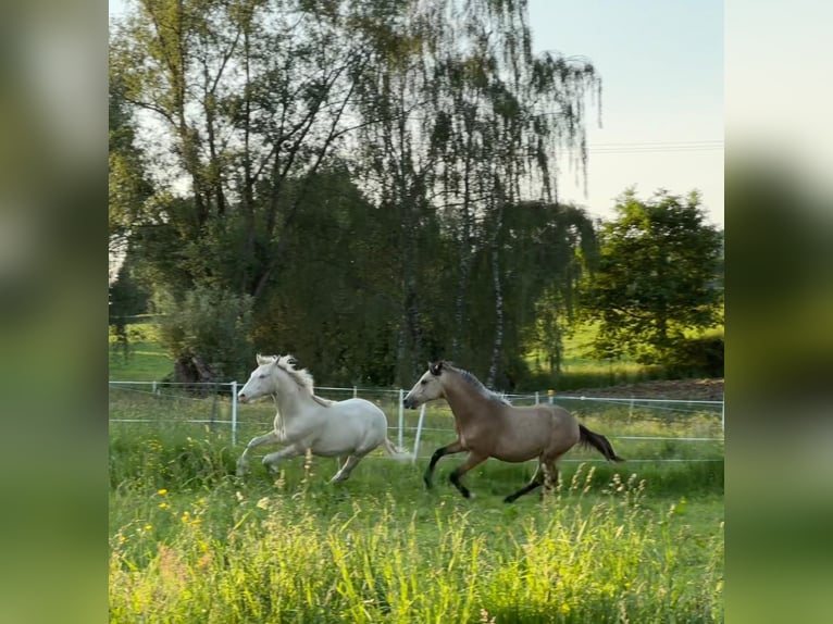 Arabian Berber Stallion 1 year Perlino in Gemmenich