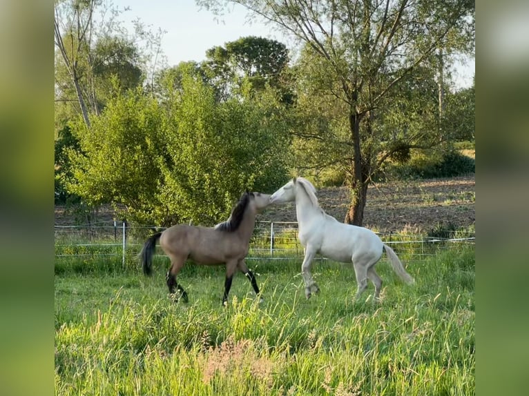 Arabian Berber Stallion 1 year Perlino in Gemmenich