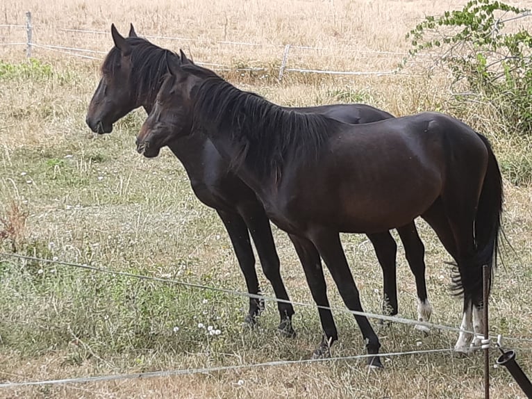Arabian Berber Stallion 3 years 15 hh Black in Villecomtal sur arros