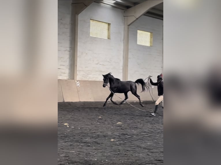 Arabian Berber Stallion 3 years Black in IrurtzuN