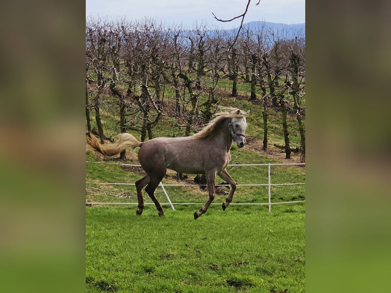 Arabian Berber Stallion 3 years in Hardthausen am Kocher