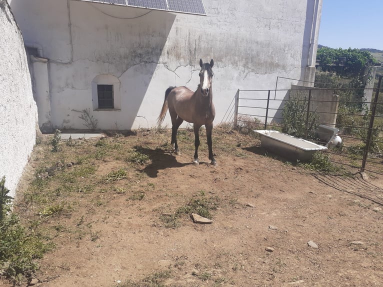 Arabian Berber Stallion 4 years 15 hh Gray in Galaroza