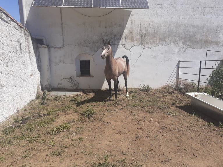 Arabian Berber Stallion 4 years 15 hh Gray in Galaroza