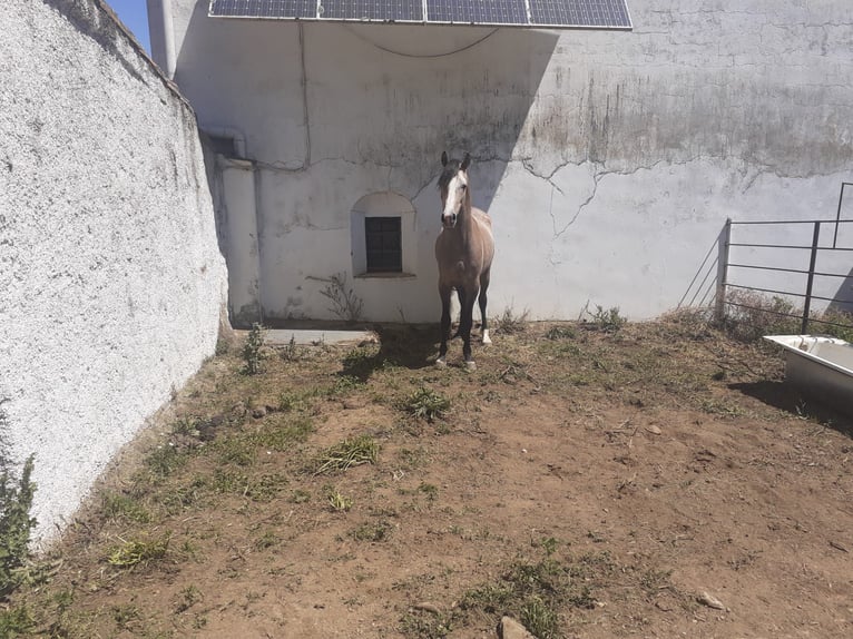 Arabian Berber Stallion 4 years 15 hh Gray in Galaroza