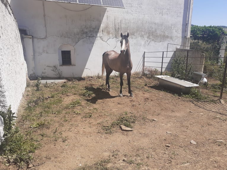 Arabian Berber Stallion 4 years 15 hh Gray in Galaroza