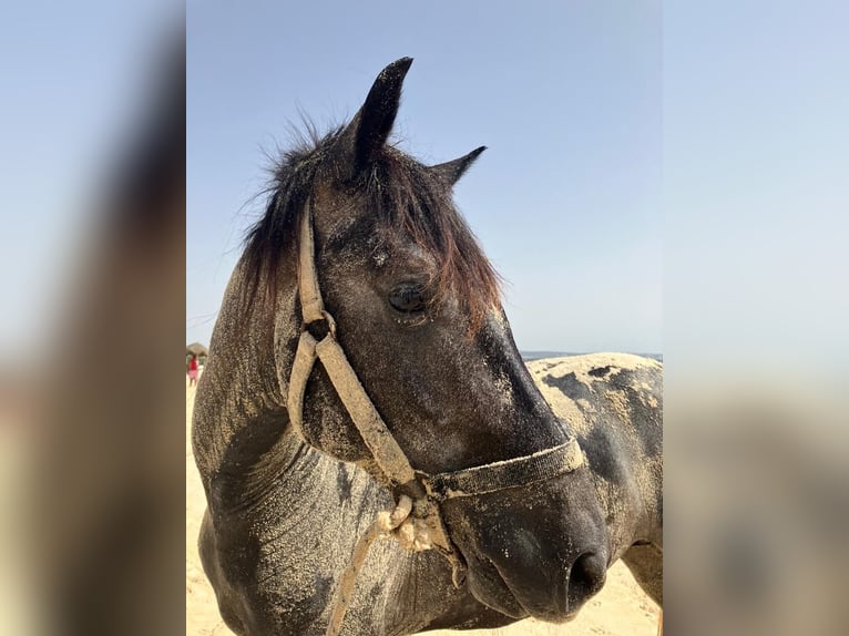 Arabian Berber Stallion 4 years Can be white in Hammamet