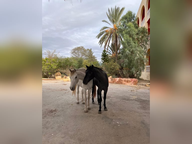 Arabian Berber Stallion 4 years Can be white in Hammamet