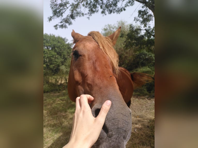 Arabian Berber Stallion 5 years 15,2 hh Chestnut-Red in Carla-Bayle