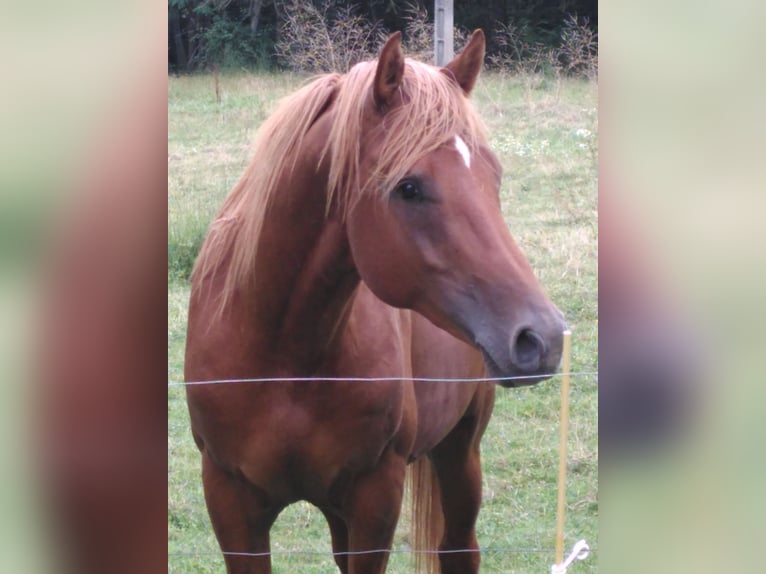 Arabian Berber Stallion 5 years 15,2 hh Chestnut-Red in Carla-Bayle
