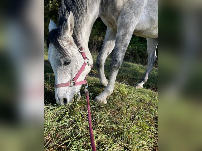 Arabian Berber Stallion 7 years 15,1 hh Gray in Singen