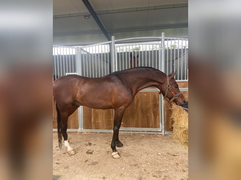 Arabian Berber Stallion 9 years 15,1 hh Brown in Las Pi&#xF1;as