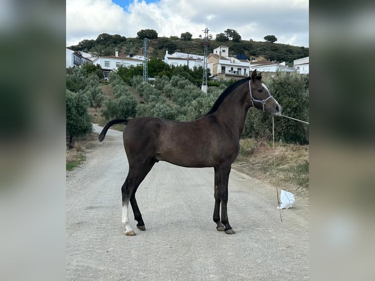 Arabian Berber Mix Stallion Foal (03/2026) 14 hh Grey in El Saucejol
