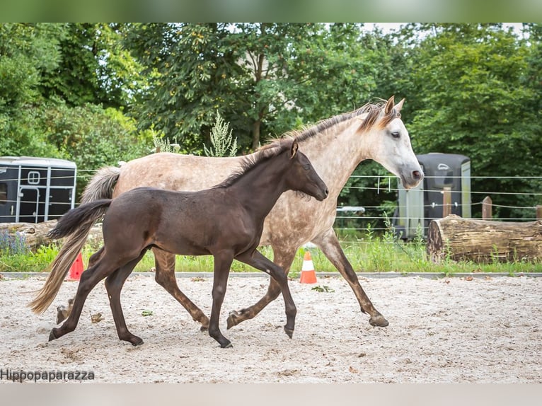 Arabian Berber Stallion Foal (04/2024) 15,2 hh Gray-Dark-Tan in Löwenberger Land