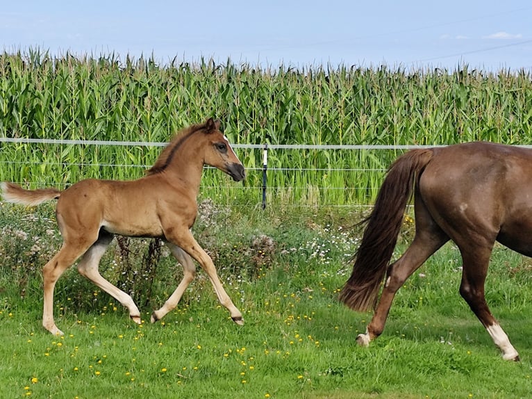 Arabian Berber Stallion Foal (06/2025) 15,1 hh Chestnut in Wagenfeld