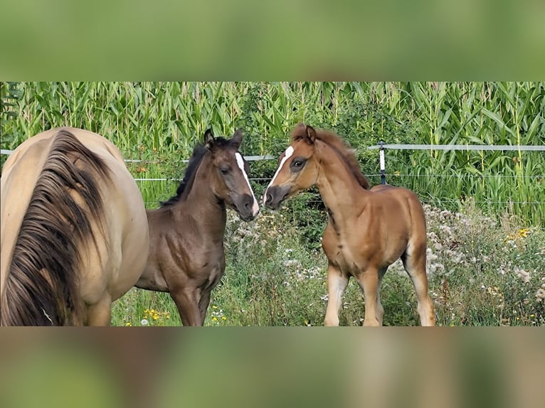Arabian Berber Stallion Foal (06/2025) 15,1 hh Chestnut in Wagenfeld