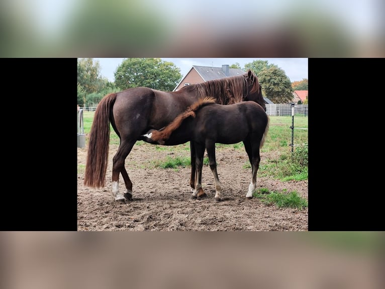 Arabian Berber Stallion Foal (06/2025) 15,1 hh Chestnut in Wagenfeld