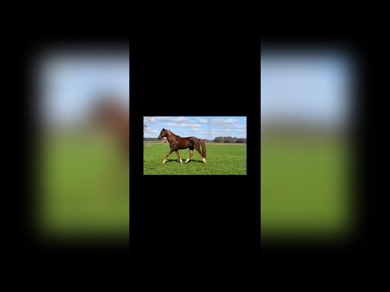 Arabian Berber Stallion Foal (06/2025) 15,1 hh Chestnut in Wagenfeld