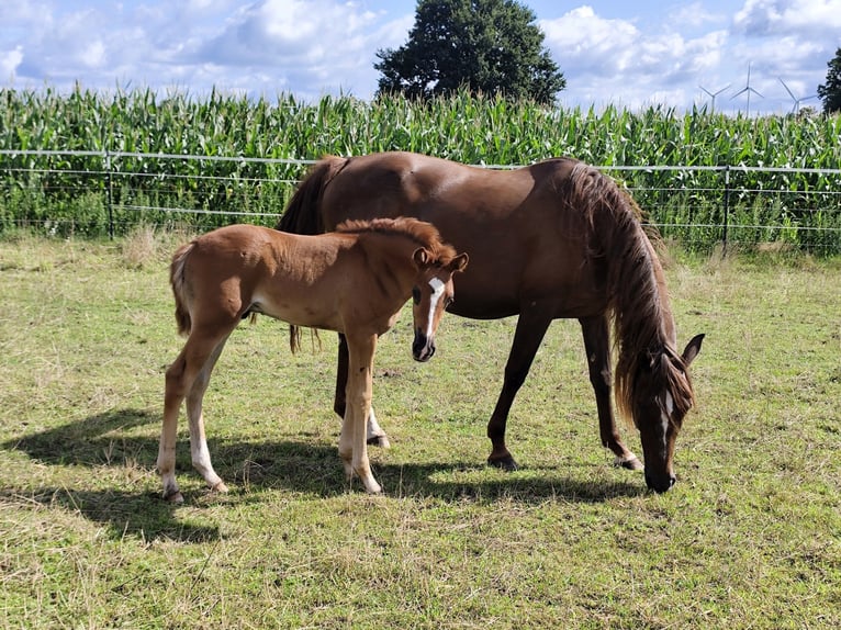 Arabian Berber Stallion Foal (06/2025) 15,1 hh Chestnut in Wagenfeld