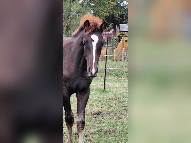 Arabian Berber Stallion Foal (06/2025) 15,1 hh Chestnut in Wagenfeld