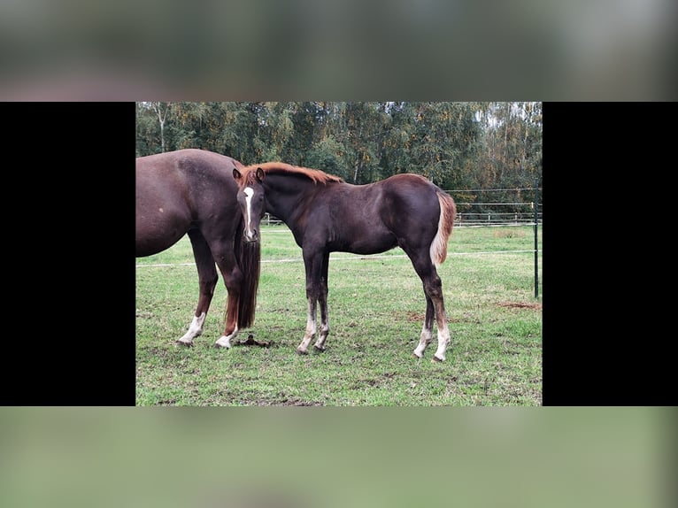 Arabian Berber Stallion Foal (06/2025) 15,1 hh Chestnut in Wagenfeld