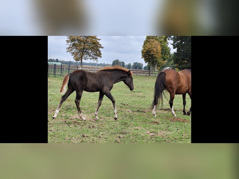 Arabian Berber Stallion Foal (06/2025) 15,1 hh Chestnut in Wagenfeld