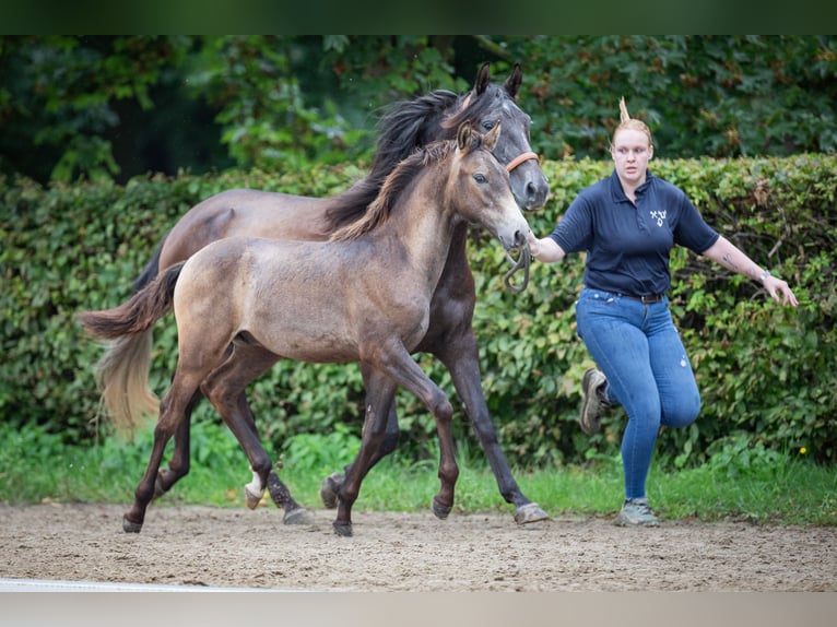 Arabian Berber Stallion Foal (01/2023) Buckskin in Mönchengladbach