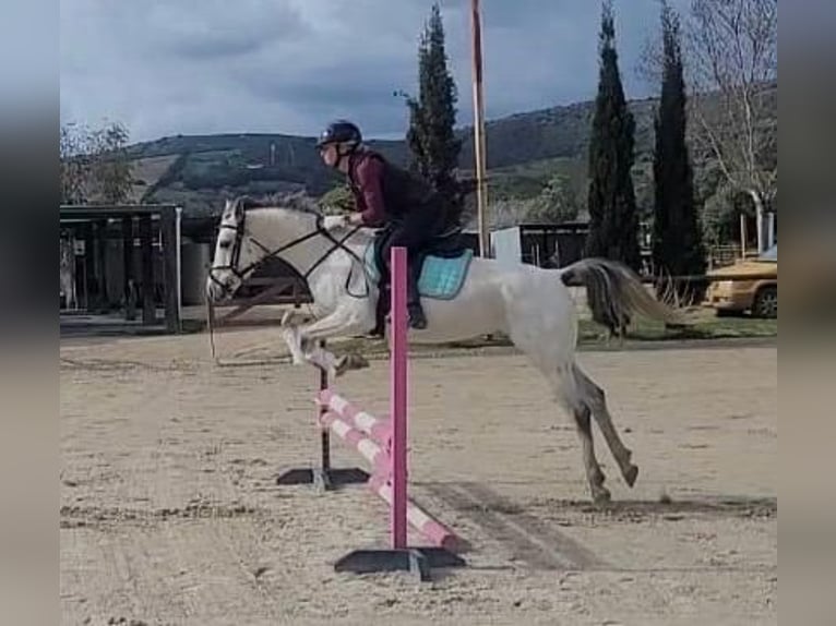 Arabian horses Gelding 10 years 13,2 hh Grey in Sotogrande