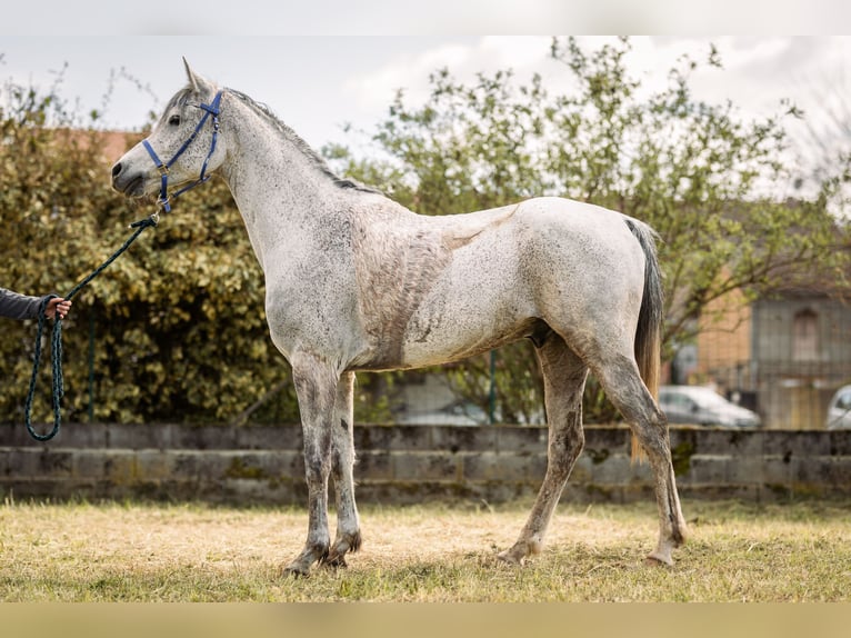 Arabian horses Gelding 10 years 14.3 hh Grey-Fleabitten in chanos curson