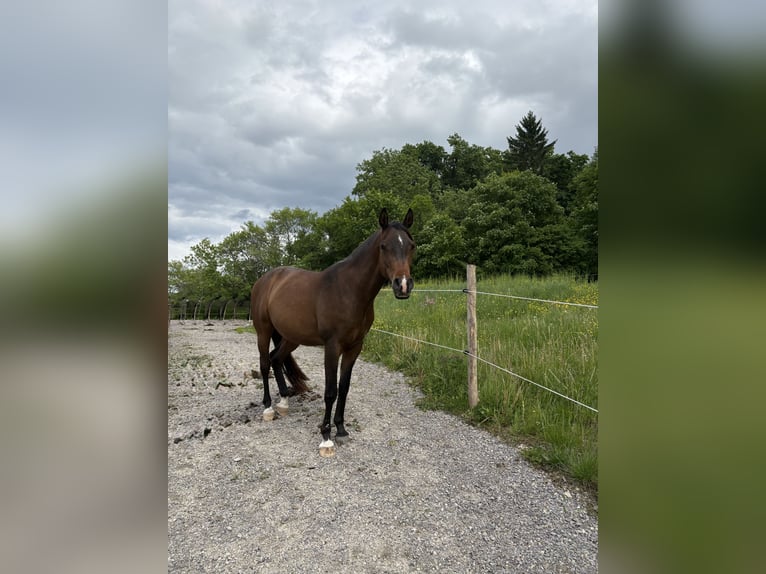 Arabian horses Gelding 10 years 14,2 hh Brown in Rosenfeld