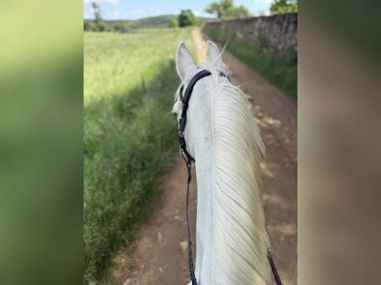 Arabian horses Gelding 10 years 14,3 hh White in Saint-Alban-d&#x27;Ay