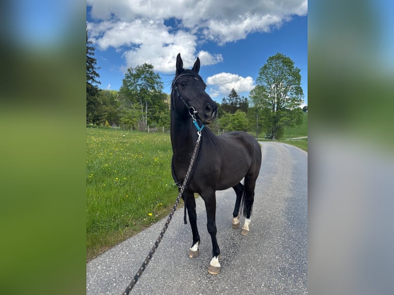 Arabian horses Gelding 10 years 15.1 hh Black in Corcelles BE