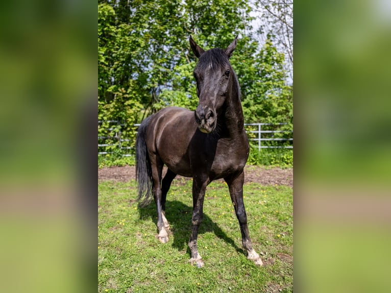 Arabian horses Gelding 10 years 15.1 hh Black in Corcelles BE
